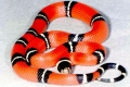 Kraljeva kača (lampropeltis)