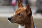 Basenji afriški lajajoči pes