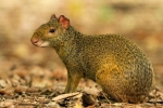 Agouti ali zajec grbav: vrste, habitat, obnašanje