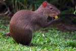 Agouti ali grbavi zajec