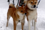 Akita inu in shiba inu: razlike