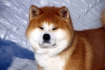 Akita inu: opis pasme