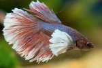 Akvarijski petelin (betta splendens)