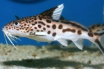 Akvarijske ribe soma synodontis