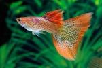 Guppy akvarijske ribe