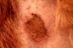 Alergijski dermatitis pri psih