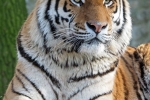 Amurski tiger (latinsko panthera tigris altaica)