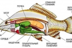 Anatomija rib - notranja in zunanja zgradba hordatov