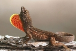 Rjavi anolis (anolis sagrei)