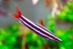 Anostomus navaden