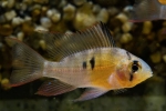 Apistogram bolivijskega metulja (mikrogeophagus altispinosus)