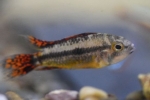 Apistogram kakdu (apistogramma cacatuoides)