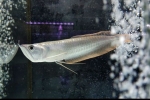 Srebrna arowana (osteoglossum bicirrhosum)