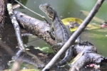 Avstralska vodna agama (physignathus lesueurii)