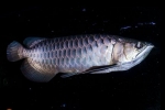 Azijska arowana (scleropages formosus)