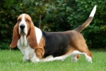 Basset hound: opis pasme