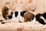 Basset