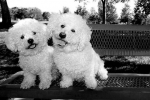 Bichon frize