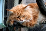 Maine coon bolezni - glavne napake pasme