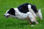 Border collie