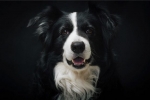 Border collie: opis pasme