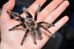 Brachypelma albopilosum: vzdrževanje brachipelma spider albopilosum