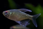 Diamantna tetra (moenkhausia pittieri)