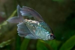 Diamantna tetra