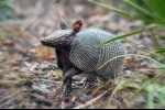 Armadilos (lat. Cingulata)