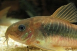 Bronasti hodnik (corydoras aeneus)