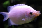 Gourami poljubljanja (helostoma temminkii)