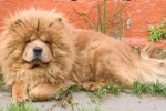 Chow chow