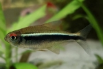 Črni neon (hyphessobrycon herbertaxelrodi)