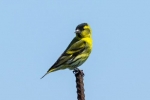 Siskin-bird - videz, habitat, pravila za vzdrževanje doma