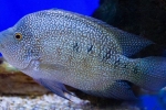 Diamantni ciklazom (herichthys cyanoguttatus)