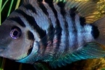 Cichlid zebra ali črno črtasti ciklid