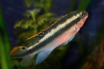 Ciklide papige (pelvicachromis pulcher)