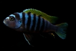 Cynotilapia afra