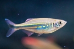 Danio malabar (devario aequipinnatus)