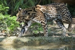 Divji mačji leopard ocelot - habitat, vrste, razmnoževanje, prehrana, možnost udomačevanja