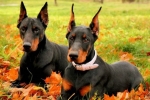 Doberman: zgodovina izvora, značilnosti vzgoje, značaj