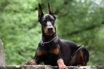 Doberman pinč: opis pasme