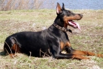 Trening dobermana: nianse treninga