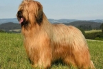 Francoski briard