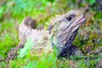 Tuatara ali tuatara