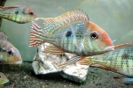 Geophagus rdečelasi tapajos