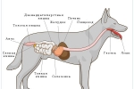 Pankreatitis pri psih