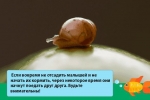 Velika polža achatina fulica