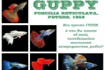 Guppy