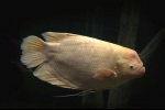 Velikanski gourami (osphronemus goramy)